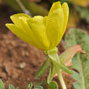 Oenothera primiveris, Large Yellow Desert Primrose Oenothera primiveris, Large Yellow Desert Primrose